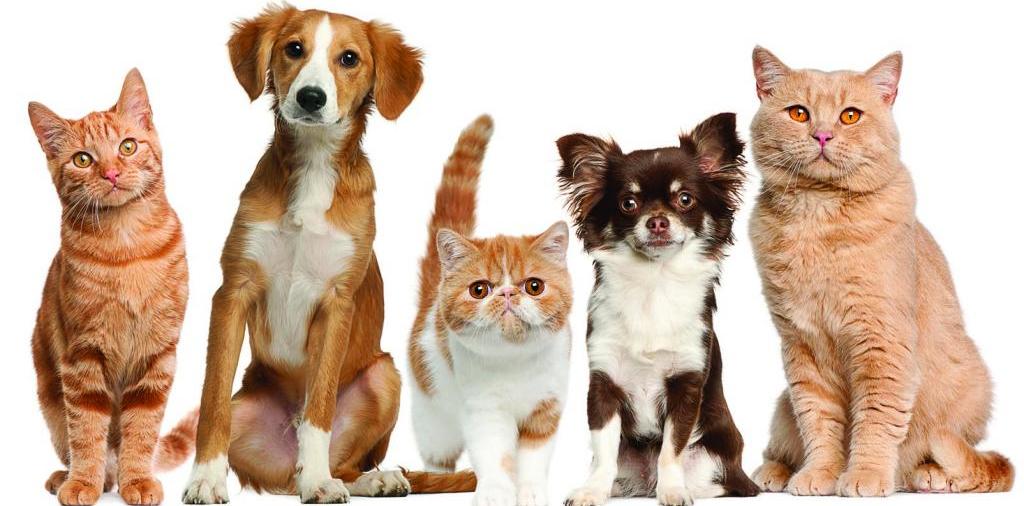 Доска объявлений о животных | ЗооТом - продажа, вязка и услуги для животных в Шуе