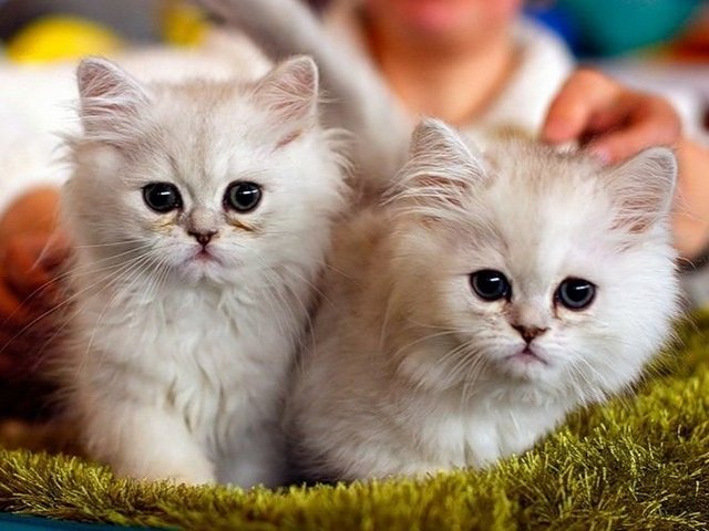 Породы кошек в Шуе | ЗооТом портал о животных