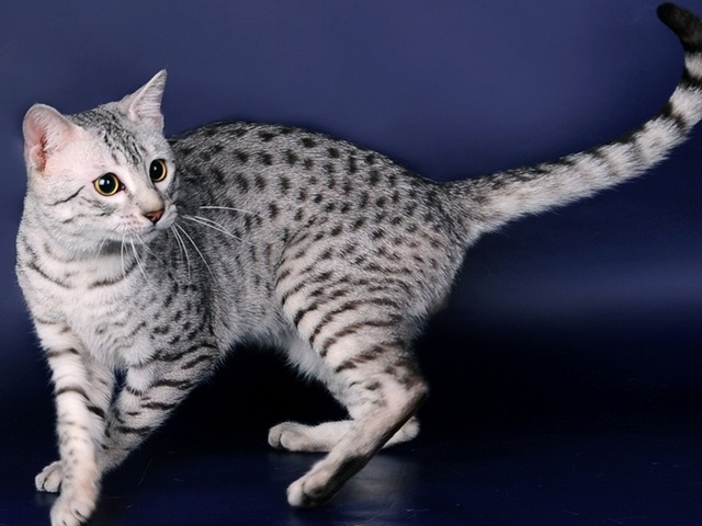 Породы кошек в Шуе | ЗооТом портал о животных