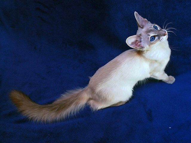 Выведенные породы кошек в Шуе | ЗооТом портал о животных
