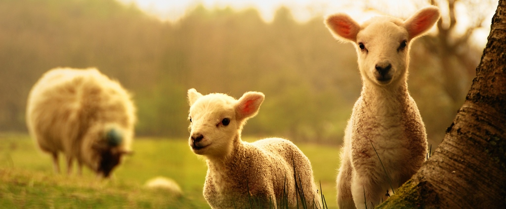 Объявления о сельскохозяйственных животных | ЗооТом - продажа, вязка и услуги для животных в Шуе