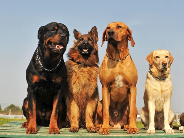 Крупные породы собак в Шуе | ЗооТом портал о животных